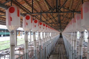 荷兰大荷兰人养猪设备介绍与图片分享