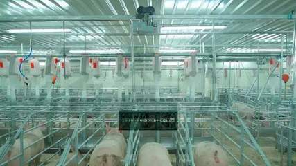 望尘莫及！牧原5元养猪成本背后 资本驱动下的设备革命与成本谜局