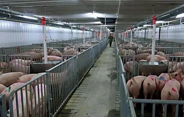 智能养殖新标杆 探秘全球最大养猪场背后的中国实力