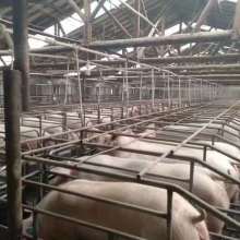 泊头市弘昌养猪设备厂 现代化养猪设备助力养殖业升级