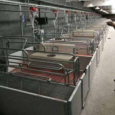 母猪精确饲喂新篇章 智能饲喂站如何革新单体限位栏管理