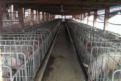 科学养猪场养殖管理与环境控制要点