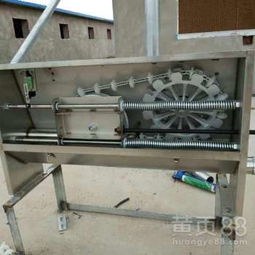 猪场自动化料线 养猪设备升级，迈向高效精准饲养新时代