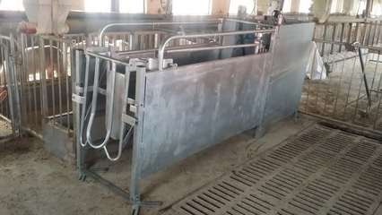 智能化养殖新纪元 自动化母猪饲养管理系统的创业蓝图